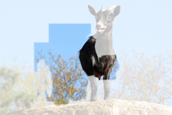 Creation of My Blue Ribbon She Goat: Step 2
